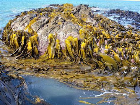 Myth and Legend: The Magical Powers of Seaweed in Corpus Christi